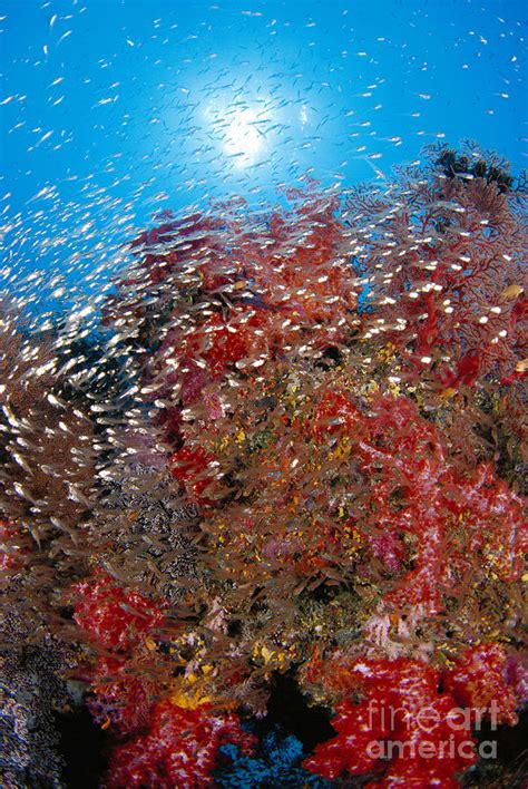 Thailand Marine Life Photograph By Dave Fleetham Printscapes Fine