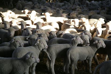 Free Photo Lambs Sheep Livestock Free Image On Pixabay 392639