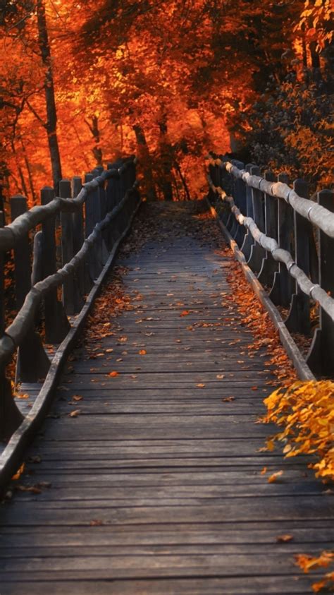 480x854 Resolution A Bridge In Autumn Season Android One Mobile