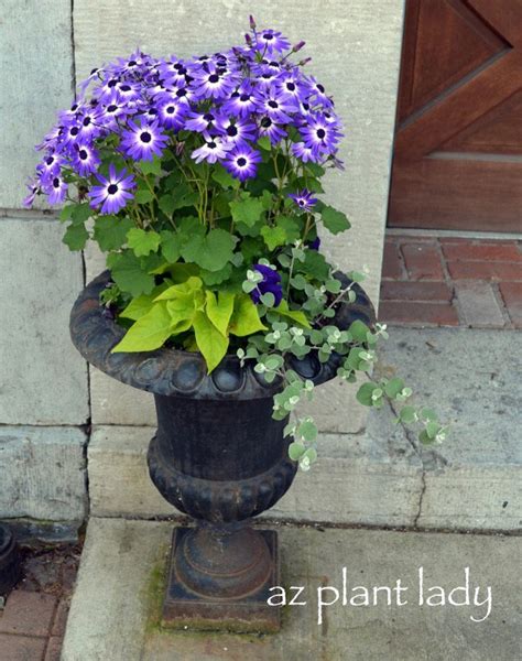 Colorful Flower Container Ideas Birds And Blooms Container Flowers
