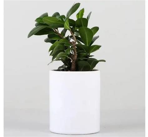 Multicolor Ceramic Sublimation Plant Pot For Interior Decor At Rs 90