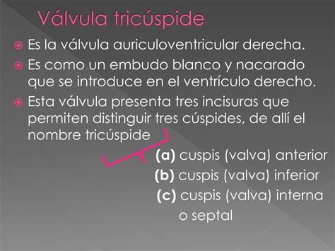 Ppt VÁlvulas Del CorazÓn Powerpoint Presentation Free Download Id