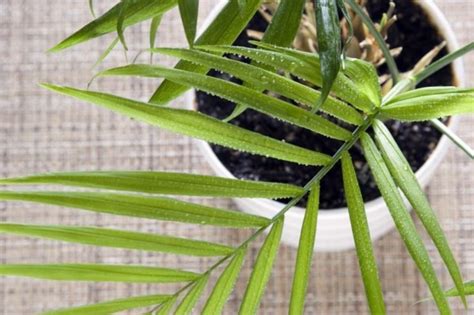 Nonetheless, it has the same tropical look as other types of indoor palm plants. Indoor palm images - which are the typical types of palm ...