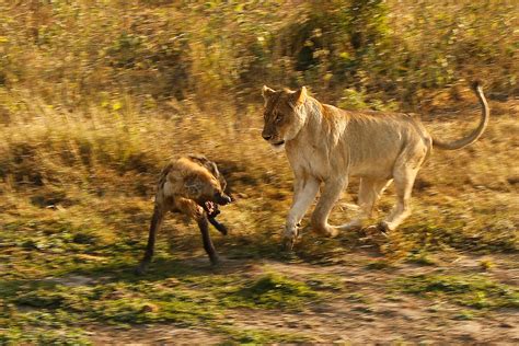 Lions Vs Hyenas Enemies Of Africa Gage Beasley