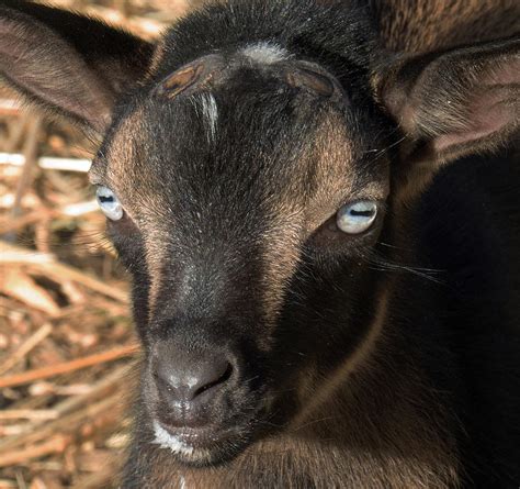 Baby Goat Face Photograph By Christy Garavetto