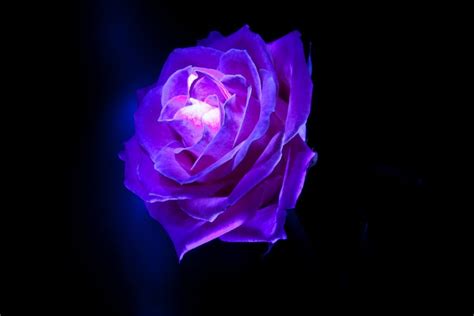 Glowing Pink Roses Wallpapers On Wallpaperdog