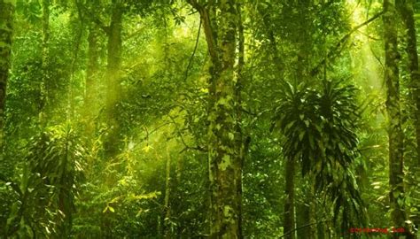 Factores Abióticos De Una Selva Tropical