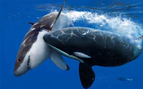 Killer Whales The Most Powerful Predators On The Planet Impressive