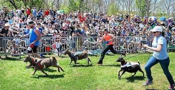 Goat Race Crowns Newest Champion In Pottstown Goats Racing New Champion