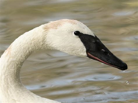 Tundra Swan Whistling Vs Trumpeter Swan What Are The Birdfact