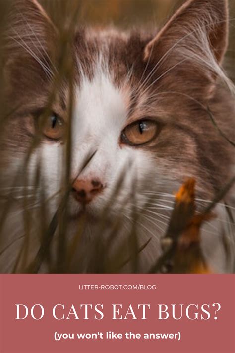 But it still doesn't address the most pressing question you have, which is why. Do Cats Eat Bugs? (You Won't Like the Answer) | Litter ...