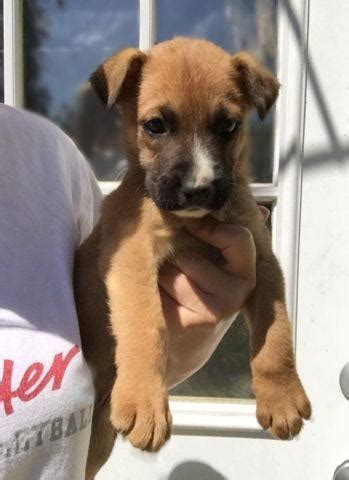 Get a boxer, husky, german i have 6 registered german shepherd puppies available located near woodstock. Boxer / German Shepherd mix puppies - 8 weeks old for Sale in Tacoma, Washington Classified ...