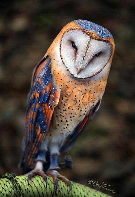 Heart Shaped Face Barn Owl Aves De Estimação Coruja De Pelúcia Corujas
