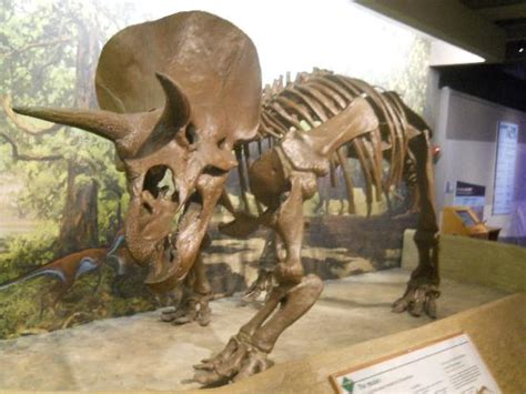 Triceratops Skeleton Picture Of Museum Of Science Boston Tripadvisor