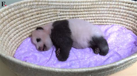 Watch Tokyo Zoo Releases Video Of Fluffy Baby Panda World News