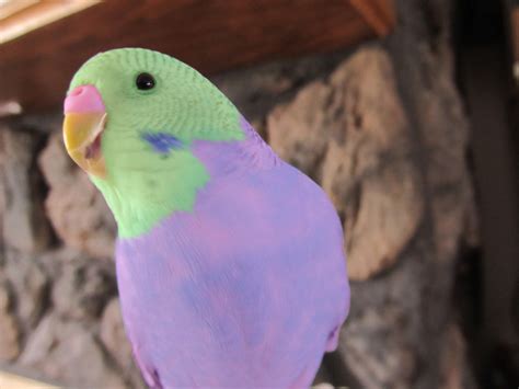 Awesome Parakeet Photos Parakeet Colors Budgies Bird Pet Birds
