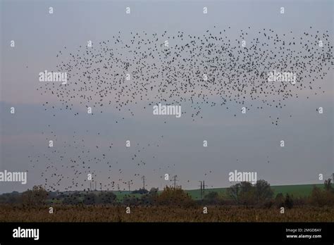 Beautiful large flock of starlings. During January and February