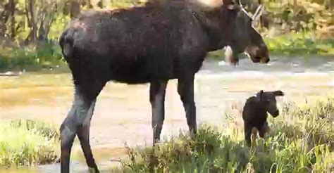 Cute Newborn Moose Learns How To Shake Off Water In Estes Park