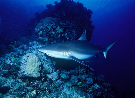 Grey Sharks Unusual Contribution To Reef Environments The Daily Nexus