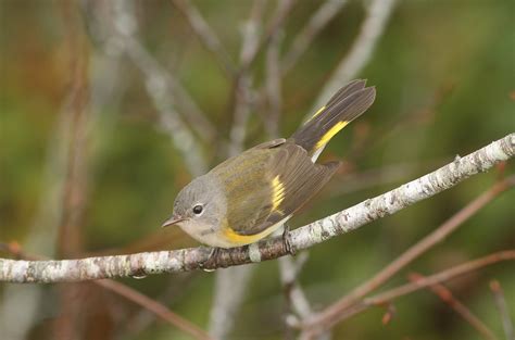 Understanding Birds And Weather Fall Birding Basics Ebird