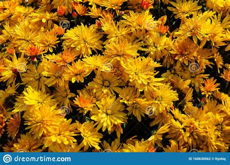 Bright Yellow Autumn Chrysanthemums Flowers Floral Background Lush