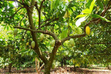 How Long Does It Take To Grow A Cacao Tree Cocoterra Company