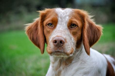 Roans Rule Merlin The Roan Brittany Brittany Spaniel Puppies Dogs