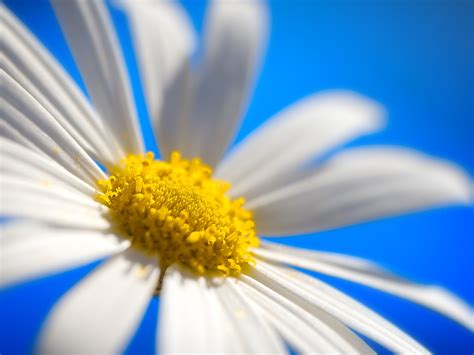 Selective Focus Photography Of Daisy Flower Hd Wallpaper Wallpaper Flare
