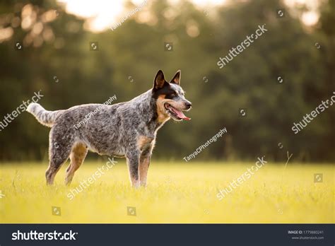433 Queensland Heeler Dog Images Stock Photos And Vectors Shutterstock