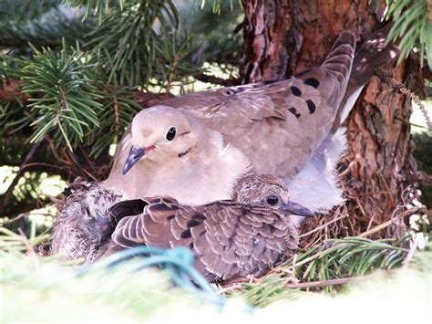 All About Mourning Dove Nests And Nesting Habits Top Organic Gardening