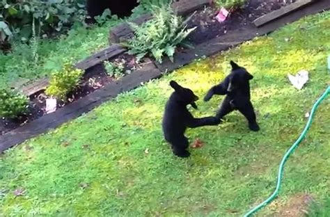 Talk About Bear Knuckle Boxing Watch Two Cubs Play Fighting In Mans