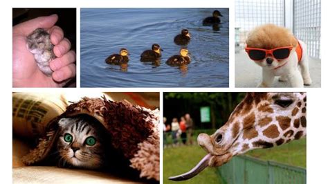 Cute Baby Animals Video Compilation Cutest Moment Of The Animals Soo