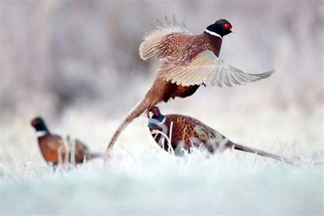 Pheasant Hunting In Snow A Short Guide To Get Your Catch