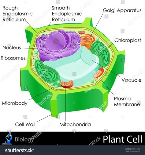 Plant Cell Diagram 21 Plant Cell Facts For Kids Learn About Plant