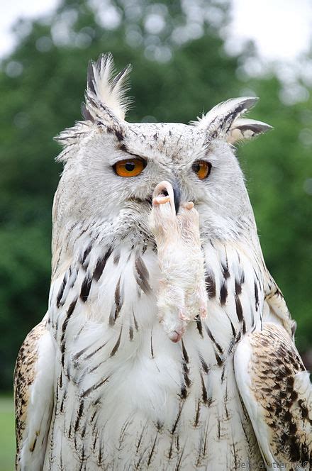 Horned Owl Wikipedia
