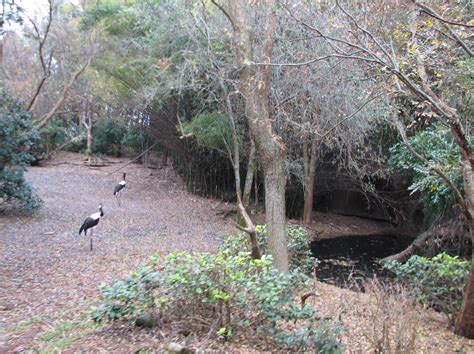 Kilimanjaro Safaris Little Ituri Forest Exhibit Zoochat