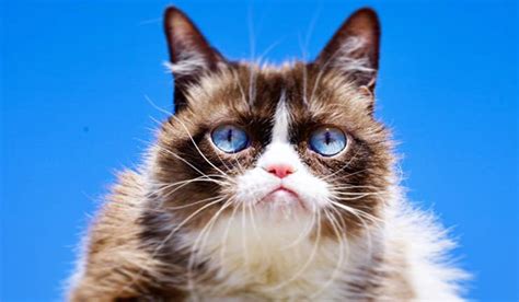 The Internet Is Devastated As Grumpy Cat Has Died Aged 7