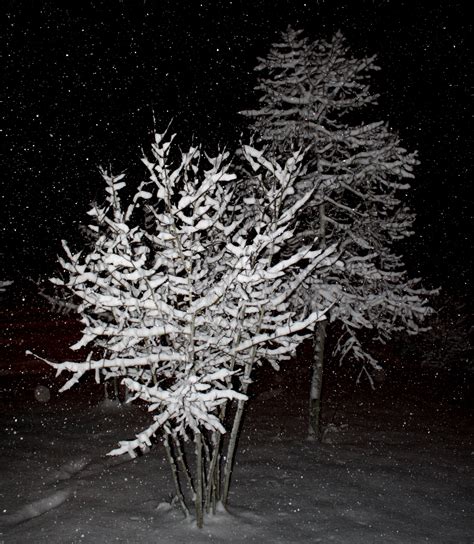 Snow Falling On Trees At Night Picture Free Photograph