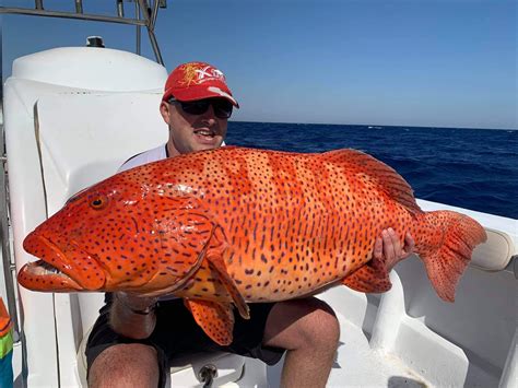 Potential World Record Coralgrouper Caught In Egypt Field And Stream