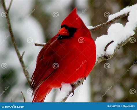 Red Bird On Snow Laden Branch Stock Image Image Of Background