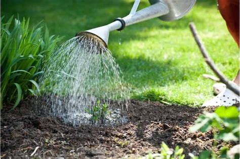 The Art Of Watering New Grass Seed A Guide To A Thriving Lawn Rowe