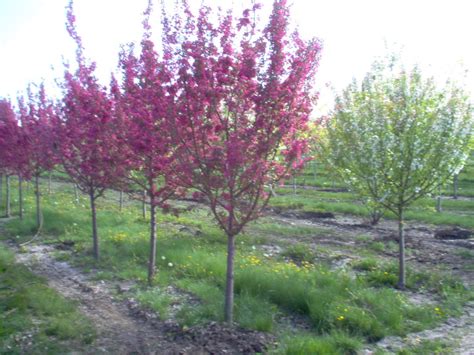 Purple Prince Crabapple Tree Malus Mckay Nursery