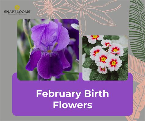 February Birth Flowers The Violet Iris And Primrose Snapblooms Blogs