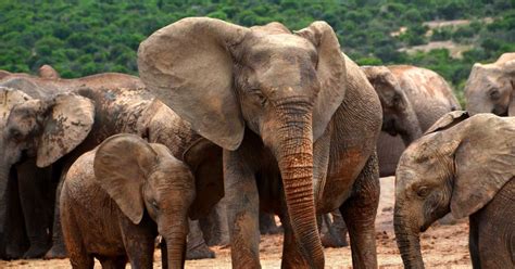 Poaching Is Forcing Elephants To Evolve Away From Having Tusks
