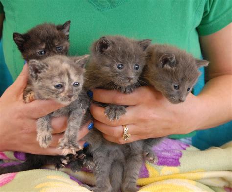 Newborn Kittens Urgently Need A Foster Parent Please