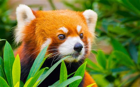 Red Panda Escapes Zoo Takes Eight Month Vacation Before Returning