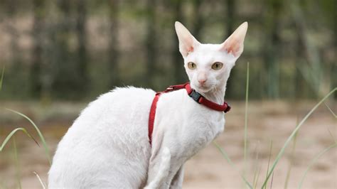 8 Curly Facts About Cornish Rex Cats Mental Floss