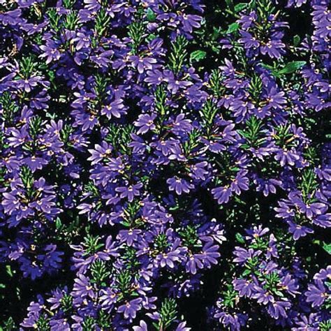 Scaevola Brilliant