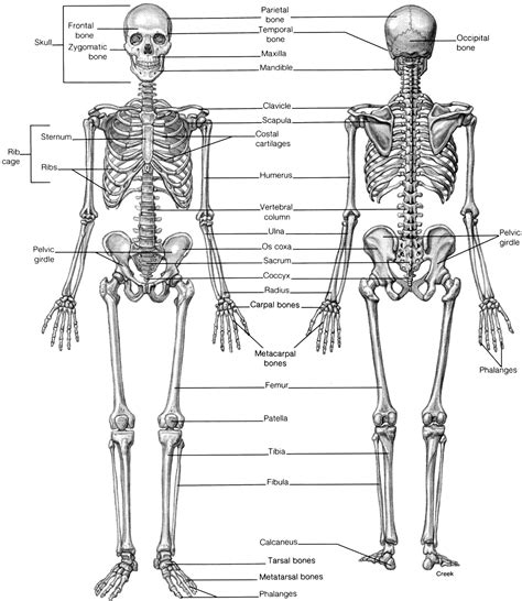 Free Printable Skeleton Diagram Printable Templates By Nora