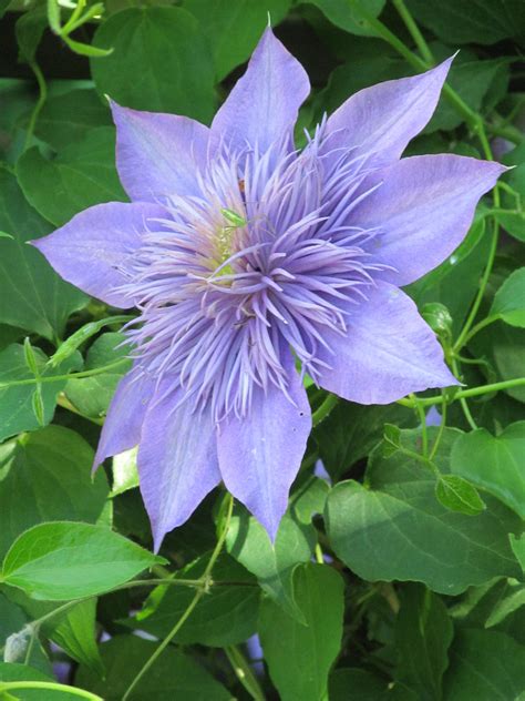 Maybe you would like to learn more about one of these? Pretty Purple Clematis! - Birds and Blooms